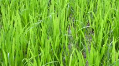 Pirinç alan. Rüzgar esiyor