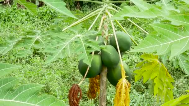 Papayabäume mit hängenden Früchten im Bauerngarten Biolandbau in Asien. — Stockvideo