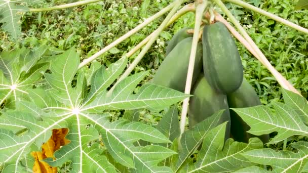 Papaya bomen met hangende fruit boerderij tuin biologische landbouw in Azië. — Stockvideo