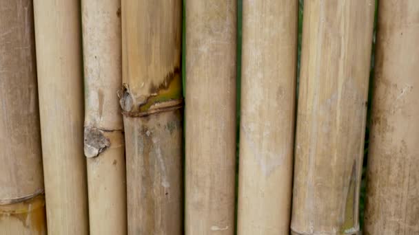 Cerca de bambu textura closeup. Fundo de parede de bambu — Vídeo de Stock