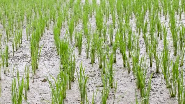 Reis aufgrund der Trockenheit auf trockenem und rissigem Boden gepflanzt. — Stockvideo