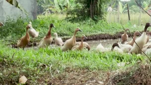 Les oies sont sur la terrasse de riz près d'Ubud à Bali — Video