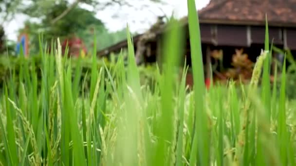Вид с воздуха на рисовые поля и дом на Бали — стоковое видео