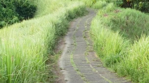 Jóvenes corriendo sobre la colina verde sobre el fondo de la selva. rastro de artistas — Vídeo de stock