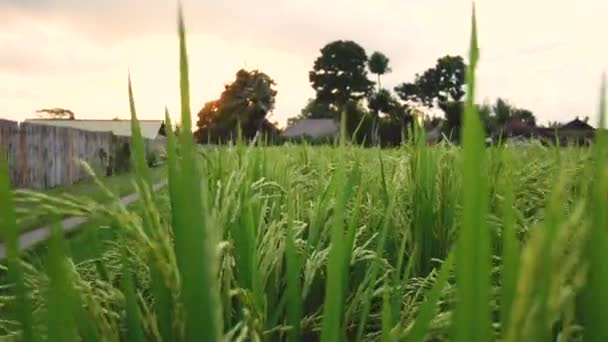 Τομέα του ρυζιού. Άνεμος φυσά — Αρχείο Βίντεο