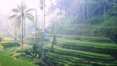 Tegalalang pirinç paddies Bali, Ubud, Endonezya, kalbinde görüntüsünü kaydırma. Güneşli gün.