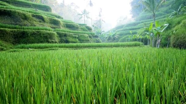 Posouvání záběr Tegalalang rýžová pole v srdci Bali, Ubud, Indonésie. Slunečný den. — Stock video