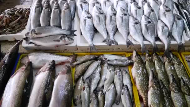 Pesce di mare fresco in negozio. Frutti di mare in ghiaccio sul bancone del mercato. Pesce venduto per strada. Mercato del pesce a Batumi, Georgia . — Video Stock