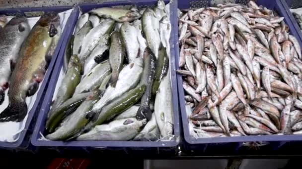 Pescado marino fresco en la tienda. Mariscos en hielo en el mercado contrario. Pescado vendido en la calle. Mercado de pescado en Batumi, Georgia . — Vídeos de Stock