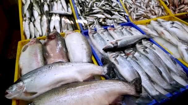 Peixe marinho fresco na loja. Frutos do mar no gelo no mercado de balcão. Peixe vendido na rua. Mercado de peixe em Lowndes, Geórgia . — Vídeo de Stock