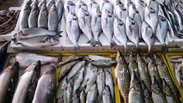 Pescado marino fresco en la tienda. Mariscos en hielo en el mercado contrario. Pescado vendido en la calle. Mercado de pescado en Batumi, Georgia . — Vídeos de Stock