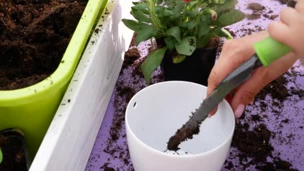 Großaufnahme von Hand Kind Tochter und Mutter beim gemeinsamen Pflanzen in Blumentöpfen im Garten — Stockvideo