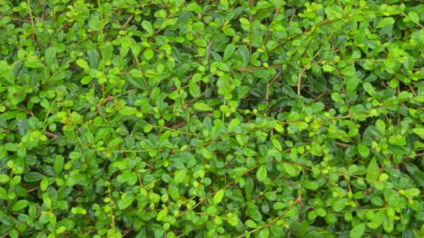 Rain shower over grass bush close-up — Stock Video