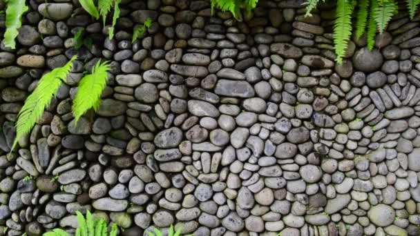Texture du vieux mur de pierre recouvert de mousse verte en Indonésie — Video