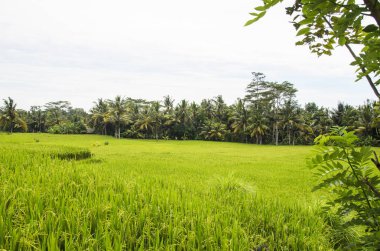 Bali Ubud pirinç tarlaları