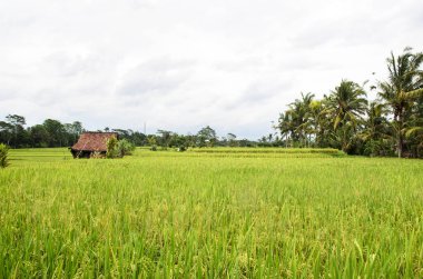 Bali Ubud pirinç tarlaları