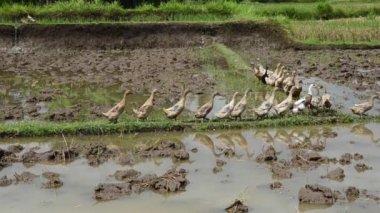 Ördekler Merkezi Bali pirinç alan