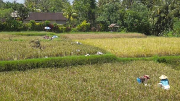 Agricultor recolectando arroz de manera tradicional. Ubud, Bali Indonesia — Vídeos de Stock