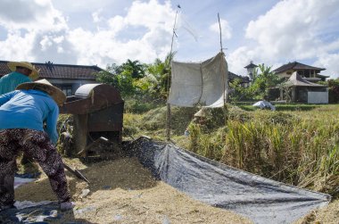 Bu yüzden normal şekilde pirinç toplama çiftçi. Ubud, Bali Endonezya