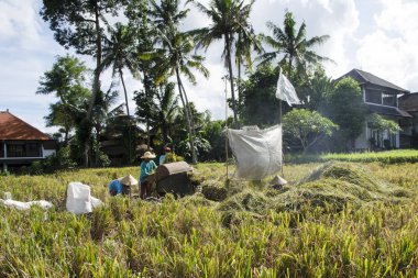 Bu yüzden normal şekilde pirinç toplama çiftçi. Ubud, Bali Endonezya