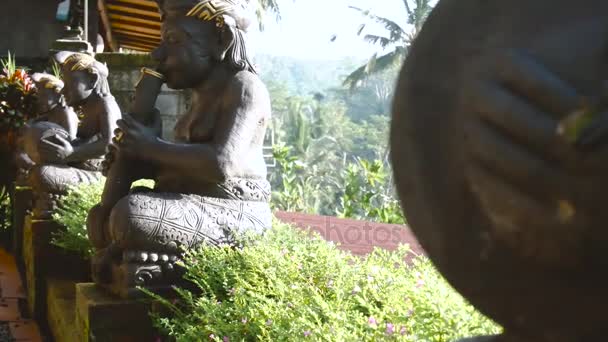 Rice Terrace pole, Ubud, Bali, Indonésie. — Stock video