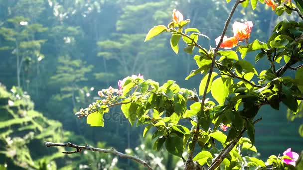 Pirinç Teras alanı, Ubud, Bali, Endonezya. — Stok video