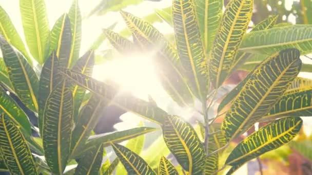 Tle natura. Piękne słońce świeci przez dmuchanie na wiatr drzewa zielonych liści. — Wideo stockowe