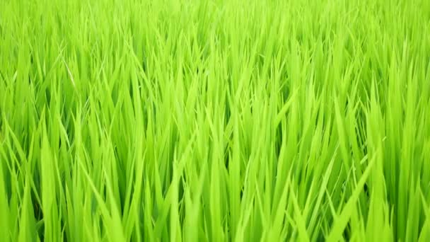 Grüne Pflanzen Gras Nahaufnahme für Hintergrund — Stockvideo