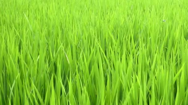 Weizenfeld. Schuss verschwommenes Gras Hintergrund mit Wassertropfen im grünen Weizenfeld. — Stockvideo