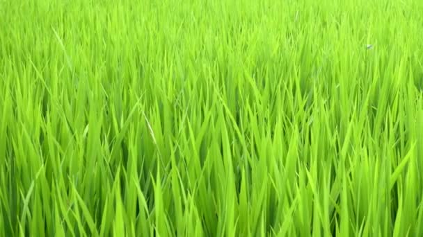 Champ de blé. plan de fond d'herbe floue avec des gouttes d'eau dans le champ de blé vert .