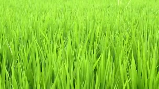 Зеленые растения трава крупным планом для фона — стоковое видео