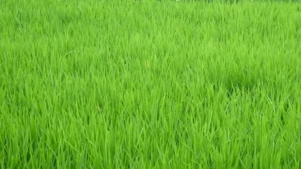 Plantes vertes herbe gros plan pour le fond 