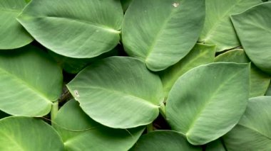 Yeşil arka plan. Yeşil bitkilerin duvar.