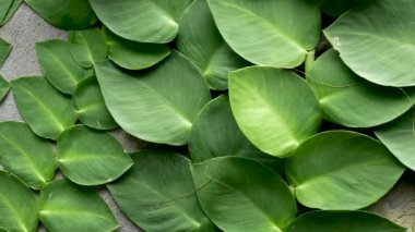 Yeşil arka plan. Yeşil bitkilerin duvar.