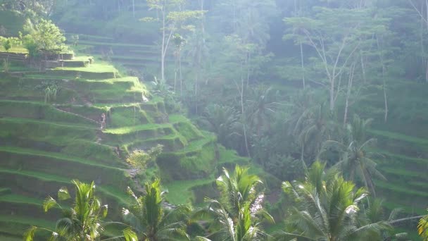 Agricultores a colher arroz. Famosa atração de Ubud. Terraço de arroz plantação de campo em Tegallalang. Vista aérea superior. Bali Indonésia — Vídeo de Stock