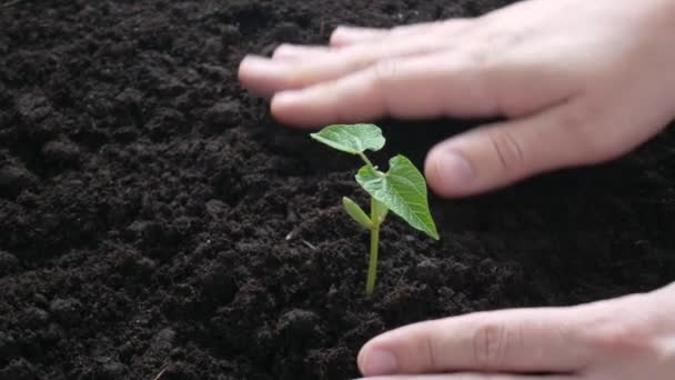 Plant groeit op de grond met de hand drenken — Stockvideo