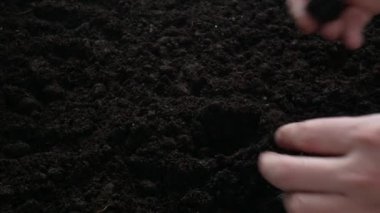 El sulama ile toprak büyüyen bitki