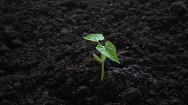 Plant groeit op de grond met de hand drenken — Stockvideo