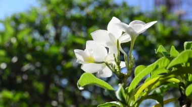 Beyaz frangipani çiçek mavi gökyüzü bulutlu önünde yakın çekim