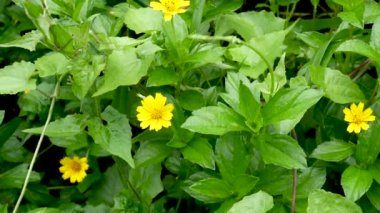 Calendula çiçek, tıbbi bitki. Calendula officinalis.