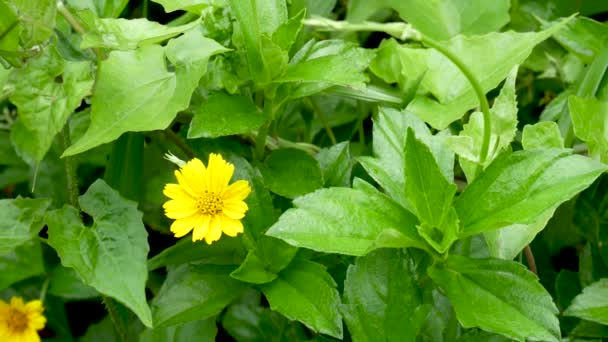 Calendula bloem, medicinale plant. Calendula officinalis. — Stockvideo