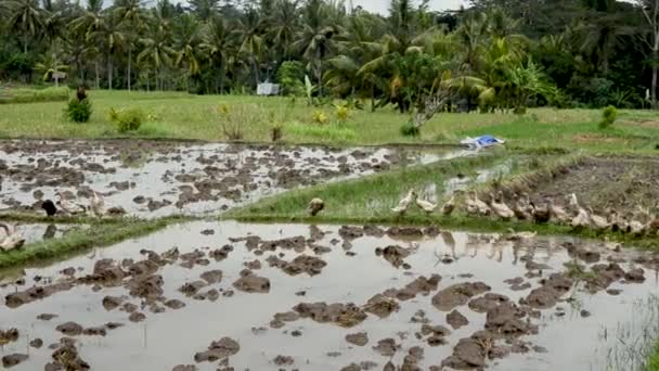 Eenden in een rice paddy, Indonesië, Azië — Stockvideo