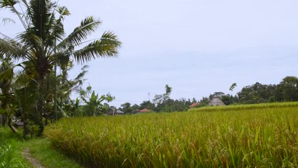 Joven caminando por el campo de arroz al atardecer — Vídeos de Stock