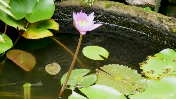 Tropische exotische planten en bloemen op Bali eiland, Indonesië. Daglicht, zonnige dag. Close-up planten, groene achtergrond. — Stockvideo