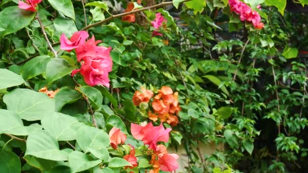 Tropische exotische Pflanzen und Blumen auf Bali Island, Indonesien. Tageslicht, sonniger Tag. Nahaufnahme Pflanzen, grüner Hintergrund. — Stockvideo