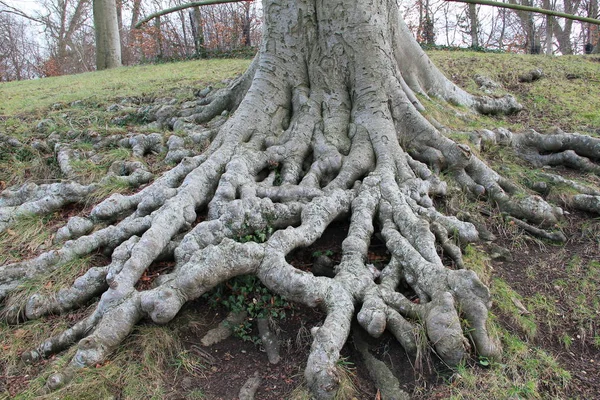 Misterious ağaç kökleri