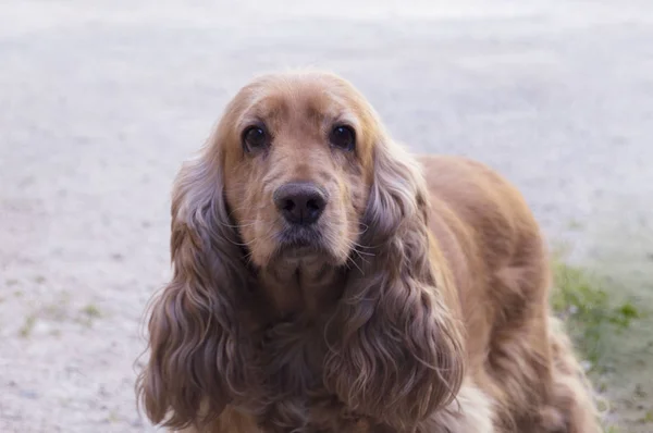 金发碧眼的可卡犬 — 图库照片