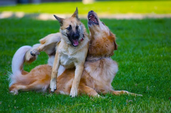 Beberapa anjing bermain — Stok Foto