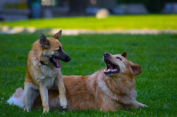 Pareja de perros jugando — Foto de Stock