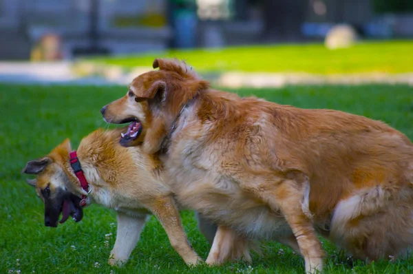 遊ぶ犬のカップル — ストック写真